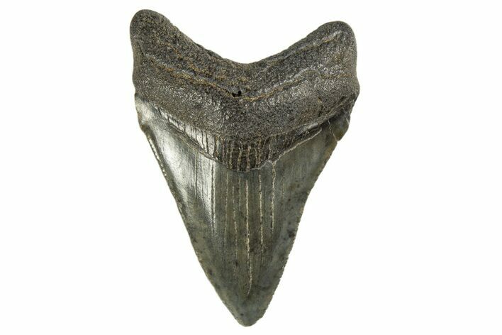 Serrated, Juvenile Megalodon Tooth - South Carolina #312124